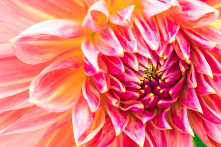 Textures beautiful  flower close-up detail  by Macro lens .の写真素材