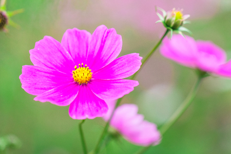 Beautiful Pink cosmos flower blooming  in  spring day  by Macro lens .の写真素材