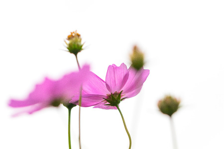 Cosmos flowers isolated on white background with clipping path by Macro lens .の写真素材