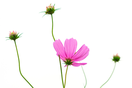 Cosmos flowers isolated on white background with clipping path by Macro lens .の写真素材