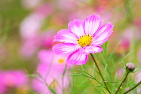 Beautiful Pink cosmos flower blooming  in  spring day  by Macro lens .の写真素材