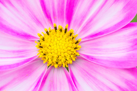 Beautiful Pink cosmos flower blooming  in  spring day  by Macro lens .の写真素材