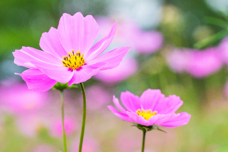 Beautiful Pink cosmos flower blooming  in  spring day  by Macro lens .の写真素材