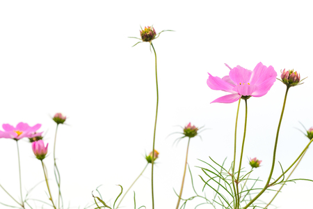 Cosmos flowers isolated on white background with clipping path by Macro lens .の写真素材