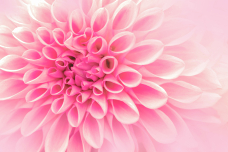 Textures beautiful pink flowers in soft style for background.の写真素材