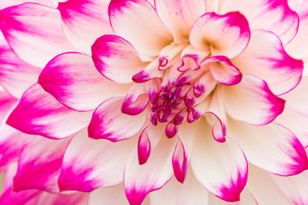 Textures pink flower close-up detail  by Macro lens .の写真素材