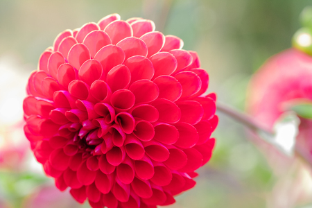Beautiful flower blooming  in  spring day  by Macro lens .の写真素材