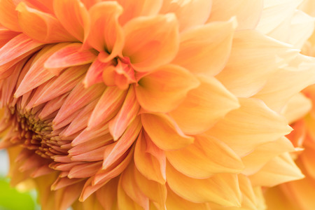 Textures beautiful  flower close-up detail  by Macro lens .の写真素材