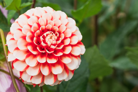 Beautiful flower blooming  in  spring day  by Macro lens .の写真素材