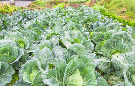 Green cabbage fieldの写真素材