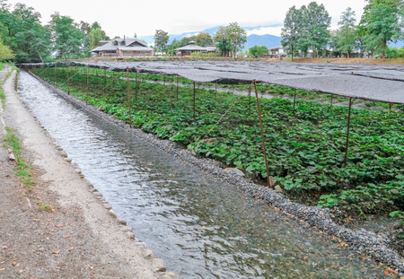 Wasabi farm in Nagano Prefecture, Japan.の写真素材