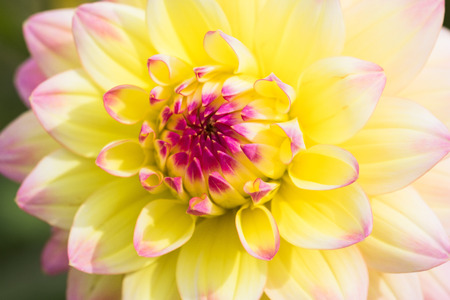 Textures beautiful  flower close-up detail  by Macro lens .の写真素材