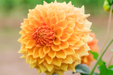 Beautiful flower blooming  in  spring day  by Macro lens .の写真素材
