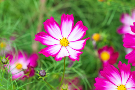 Beautiful Pink cosmos flower blooming  in  spring day  by Macro lens .の写真素材