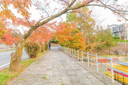 Beautiful autumn leaves  in the city park of Nagano Prefecture,Japan.の写真素材