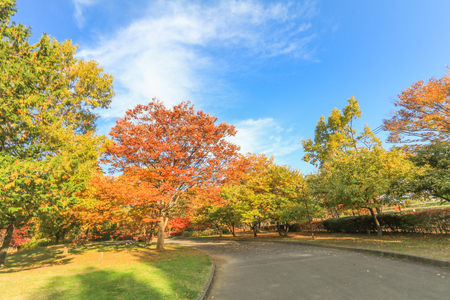 Japan autumn , Beautiful autumn leaves of Obuse park ,Nagano Prefecture,Japan.の写真素材