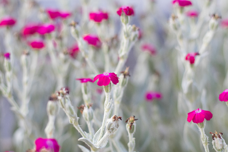 Beautiful red flowers blooming  in the garden at sunny summer or spring day,Nagano,Japanの写真素材