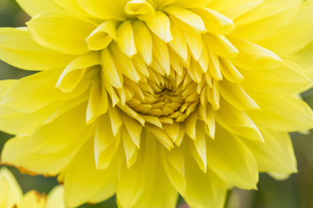 Textures beautiful  flower close-up detail  by Macro lens .の写真素材