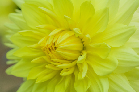 Beautiful flower blooming  in  spring day  by Macro lens .の写真素材