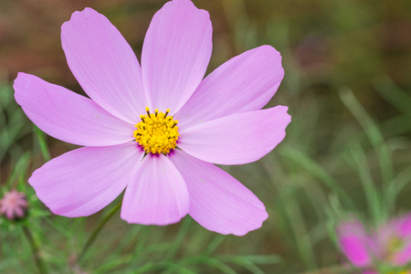 Beautiful Pink cosmos flower blooming  in  spring day  by Macro lens .の写真素材