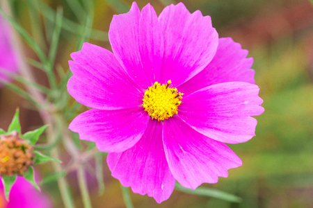 Beautiful Pink cosmos flower blooming  in  spring day  by Macro lens .の写真素材