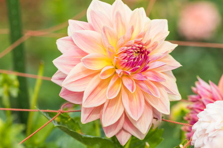 Beautiful flower blooming  in  spring day  by Macro lens .の写真素材