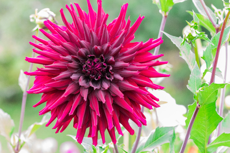 Beautiful flower blooming  in  spring day  by Macro lens .の写真素材