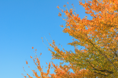 Autumn leaves ,blue sky background with clipping path.の写真素材