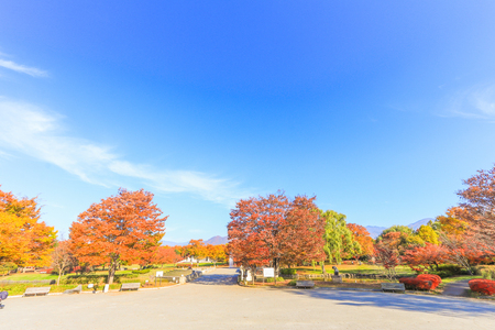 Japan autumn , Beautiful autumn leaves of Obuse park ,Nagano Prefecture,Japan.の写真素材