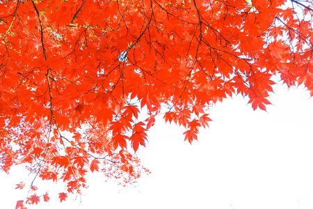 Autumn leaves isolated on white backgroundの写真素材