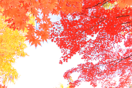 Autumn leaves isolated on white  background with clipping path.の写真素材