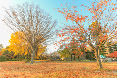 Beautiful autumn color trees  of Ueda  Park in Nagano Prefecture, Japan.の写真素材