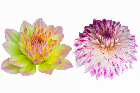 Beautiful flowers isolated on a white backgroundの写真素材