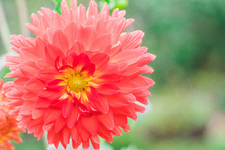 Beautiful red flower blooming  in  spring day  by Macro lens .の写真素材