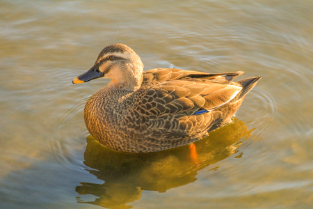 Close up of duck swimming in  lake or riverの写真素材