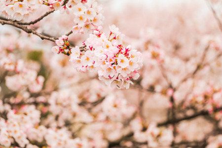 Beautiful cherry blossom , sakura  in spring time in soft focus.の写真素材
