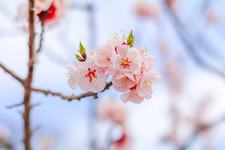 Beautiful cherry blossom , sakura  in spring time in soft focus.の写真素材