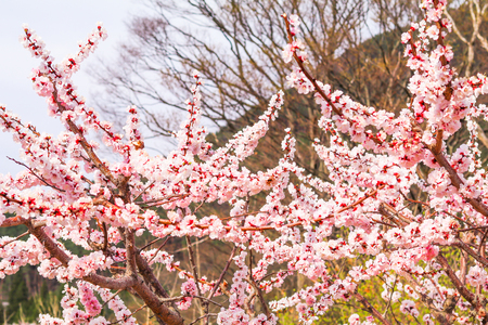 Beautiful cherry blossom , sakura  in spring time .の写真素材