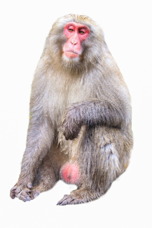 Monkey isolated on white background with clipping path.の写真素材