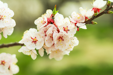 Beautiful cherry blossom , sakura  in spring time (Soft focus ).の写真素材