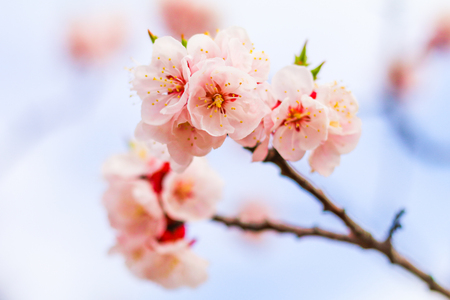 Beautiful cherry blossom , sakura  in spring time  (Soft focus ).の写真素材