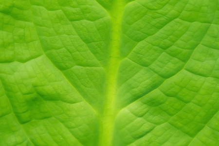 Abstract image of  fresh green leaf texture  leaves in nature with copy space .の写真素材