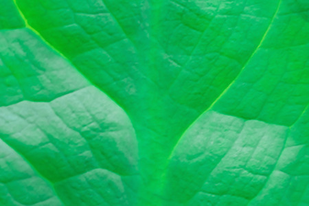 Abstract image of  fresh green leaf texture  leaves in nature with copy space .の写真素材