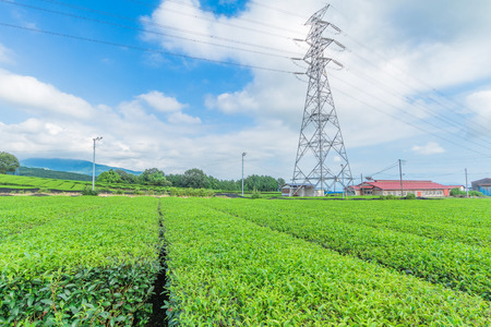 Fresh green tea farm in spring , Row of tea plantations (Japanese green tea plantation) with  blue sky  background  in Fuji city ,Shizuoka prefecture, Japan.の写真素材