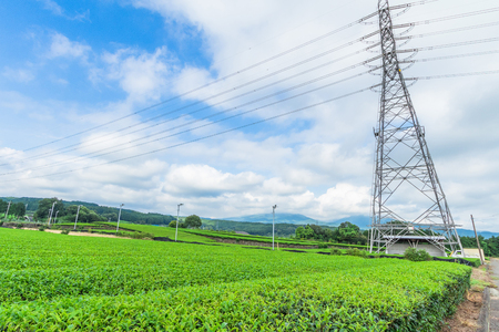 Fresh green tea farm in spring , Row of tea plantations (Japanese green tea plantation) with  blue sky  background  in Fuji city ,Shizuoka prefecture, Japan.の写真素材