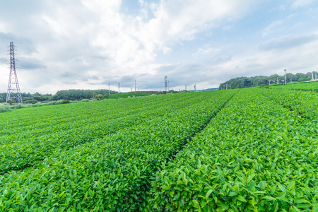 Fresh green tea farm in spring , Row of tea plantations (Japanese green tea plantation) with  blue sky  background  in Fuji city ,Shizuoka prefecture, Japan.の写真素材