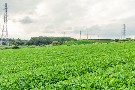 Fresh green tea farm in spring , Row of tea plantations (Japanese green tea plantation) with  blue sky  background  in Fuji city ,Shizuoka prefecture, Japan.の写真素材