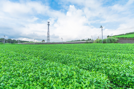 Fresh green tea farm in spring , Row of tea plantations (Japanese green tea plantation) with  blue sky  background  in Fuji city ,Shizuoka prefecture, Japan.の写真素材