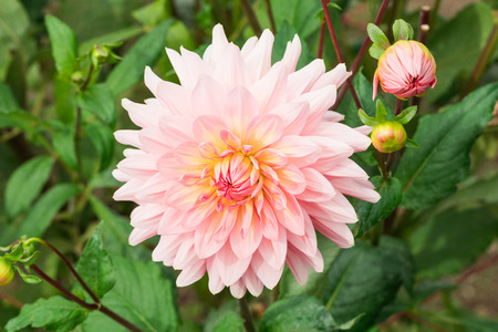 Beautiful flower blooming  in  spring day  by Macro lens .の写真素材