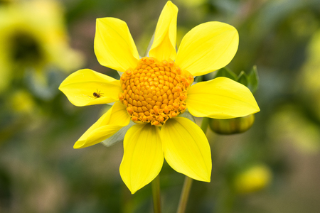 Beautiful flower blooming  in  spring day  by Macro lens .の写真素材